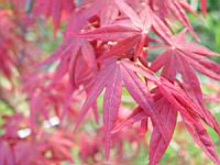 Acer palmatum cv Atrolineare (fam Aceracees) (Photo F. Mrugala) (4)